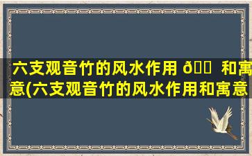 六支观音竹的风水作用 🐠 和寓意(六支观音竹的风水作用和寓意是什么)